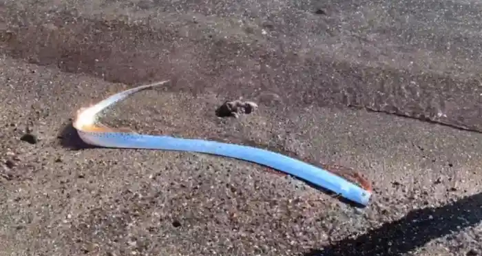 Oarfish Muncul di Pantai Baja California Sur Picu Kehebohan Warga